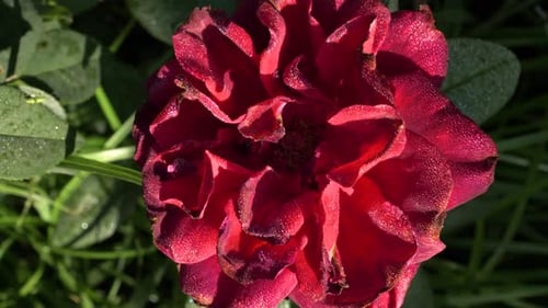 Petals they sit, pure and bright, displayed softly in the morning light