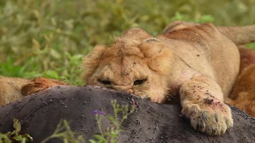 Lion Cubs eating an Antelope and flies buzzing around in the Serengeti