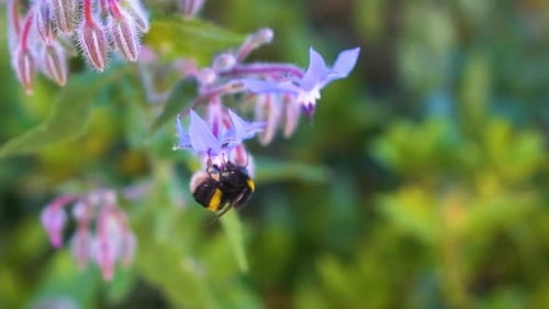 Vibrant slow motion, close up shot of a bee delicately extracting nectar from a vibrant purple flowe