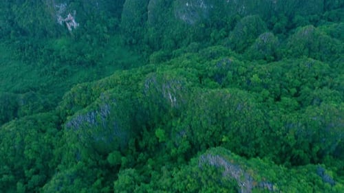 Wälder, Bäume und Drohne in der Natur mit Bergen, Umgebung und Landschaft mit Busch