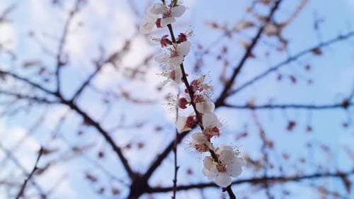 Spring Cherry Branch Spinning In Spring Orchard. White Tree Branch Blooming Spring Season. Spring...