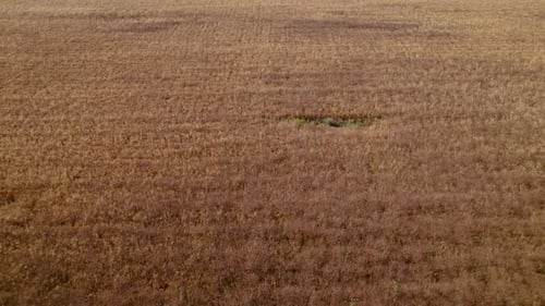 Drone aerial view of a vast field of dry, yellow wheat, ready for harvest.