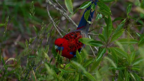 Crimson Rosella parrot lorikeet lory in Australia. Vibrant and colorful wild bird in tropical rainfo