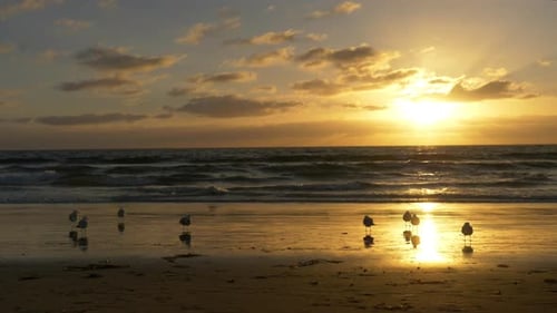 Seagulls on Beach at Sunset Tracking