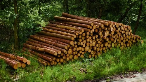 Stacked Timber Logs Lying in Forest Clearing After Logging Freshly Cut Trunks Piled on Grass