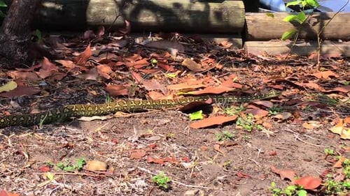 Una pitón de alfombra australiana juvenil bellamente marcada que se mueve entre hojas secas en un suburbio de Queensl