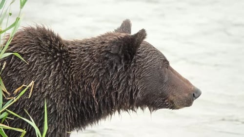 Brown bear in river