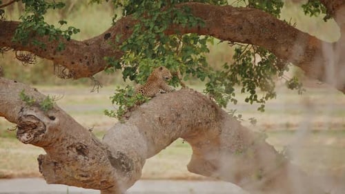 Leopard Resting High in Tree in Kruger National Park