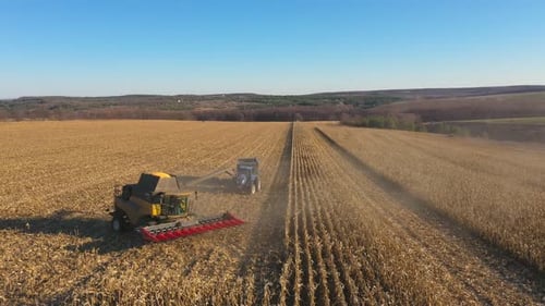 Una cosechadora se prepara para cargar granos de maíz maduros en un remolque de tractor que sobrevuela la agricultura