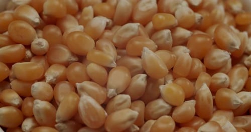Grains de maïs soufflé non cuits qui tournent dans un bol