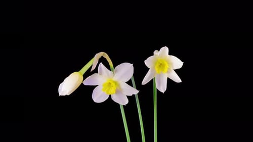 Lapso de tiempo de la apertura de tres flores blancas de narciso