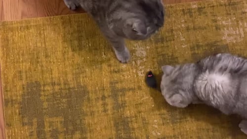 Two Grey Cats Play with a Mouse Toy