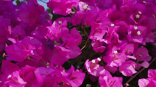 Bougainvillea in bloom, garden or city park decorated with beautiful purple bougainvillea.