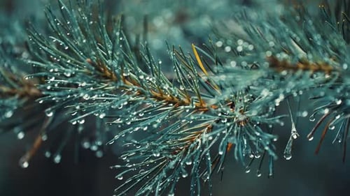 Delicate needles on the pine tree branch beaded with raindrops. A close-up shot.