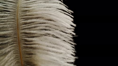 Weiches Plumelet mit weißer Federstruktur auf schwarzem Hintergrund Nahaufnahme