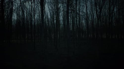 Isolated Forest at Night with Happy and Dense Trees