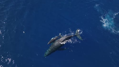 Humpback Whale Mom Piggy Backing Her Newborn Baby Calf Over The Winter Breeding Grounds Of Maui, Haw