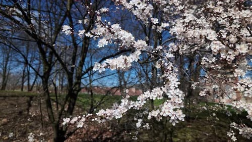 Flores de cerejeira em uma manhã ensolarada de primavera