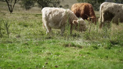 close-up shot of a young calf furry cow eating green grasses on a sunny day. Highland cows in a mead