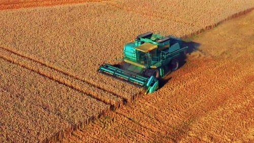 Aerial View Of Ripe Grain Crops In The Field Harvested By Farmer Driving A Combine Harvester. - clos