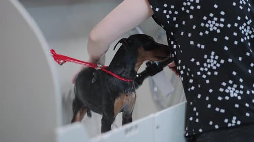 Grooming in Veterinary Center Groomer is Washing Dog in Bathroom Zwergpinscher is Bathing