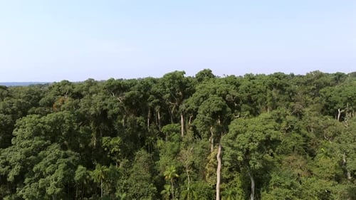 Endangered rosewood tree species on Misiones rainforest, native flora of Argentina