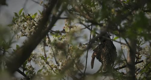 Wild Common Starling Preening Feathers