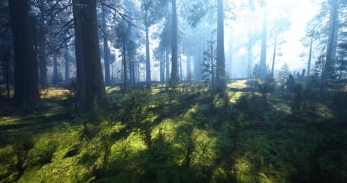 Lush Forest Landscape Illuminated By Soft Morning Light in Serene Setting