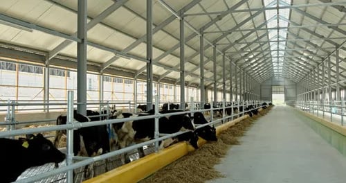 Dairy Cows Eating Hay in Modern Barn