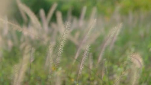 Nahaufnahme von Weizenkörnern, Pflanzen, die sich an einem sehr windigen Tag sanft im Wind wiegen, mit einem verschwommenen B