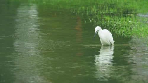 Egret Forages for Food in Shallow Water