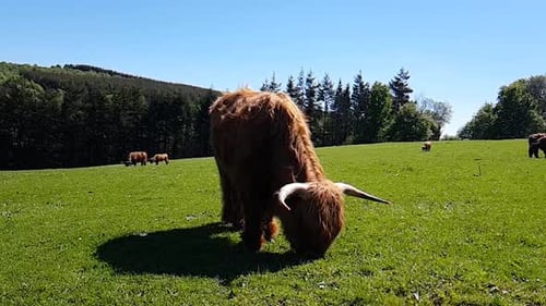Highland Cattle Grazing in a Sunny Green Field