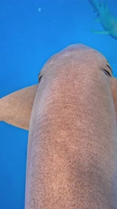 Shark Swimming in Clear Blue Waters of the Maldives Showcasing Its Distinctive Shape and Texture