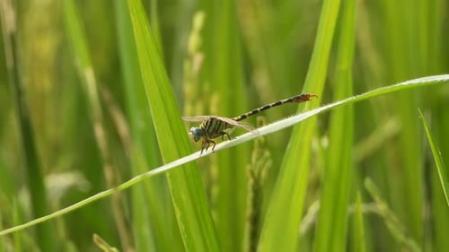 Dragonfly Resting on Leaf in Rural Field