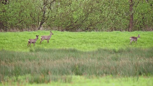 Group of roe deer in grassy meadow, walking along forest trees.