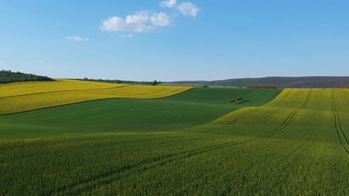 Aerial footage of a rapeseed plantation with trees in the field