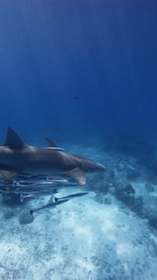 Underwater View of Nurse Shark in Blue Sea Slow Motion Vertical Footage
