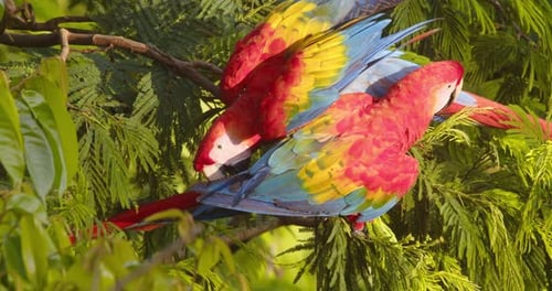 Ein pulsierendes, scharlachrotes Liebespaar, das sich beim All-Preening im Herzen des peruanischen Regenwaldes verbindet