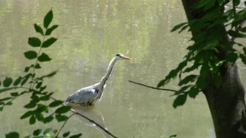 A Long neck crane bird wading in water in search of food