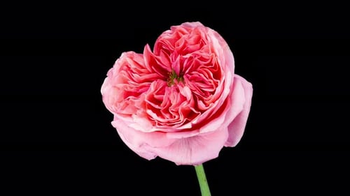 Pink Rose Timelapse Blooming and Wilting on Black