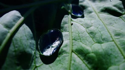 Close Up of Water Droplets Resting on a Green Leaf