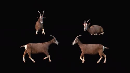 Animated Goats Pack: Walk, Stand, Sit, and Idle Animations
