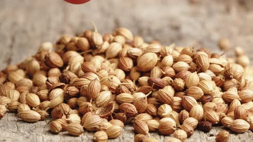 Coriander Seeds As an Aromatic Spice