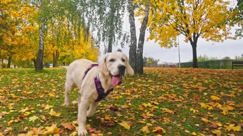 Happy Dog Trots Through Colorful Autumn Park