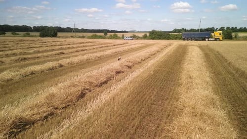 Wheat field aerial view in Ukraine