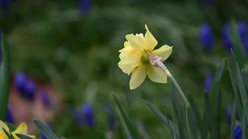 Narcissus flower in garden close-up