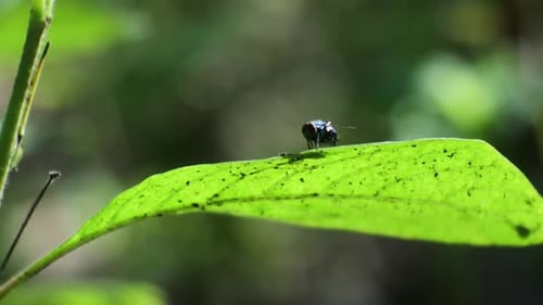 Fly on the leaf. Macro shot. Insect stock footage. Morning light. hd video.