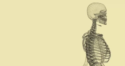 Skeleton 3D model digital loop for anatomy and science