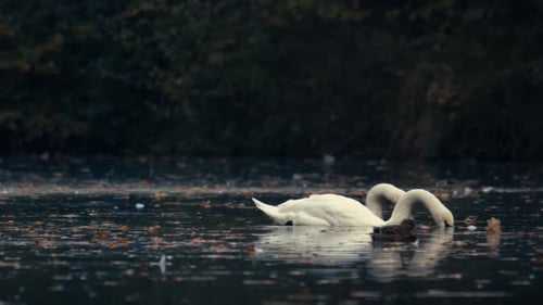 Beautiful white swans swim on water, lake, river. The lake is covered with autumn leaves.