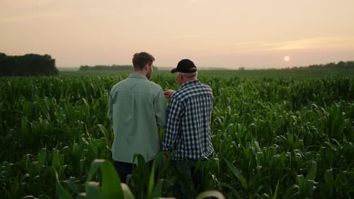 Son And Father Farmers Standing In Cornfield And Discussing Development Of Agribusiness Back View